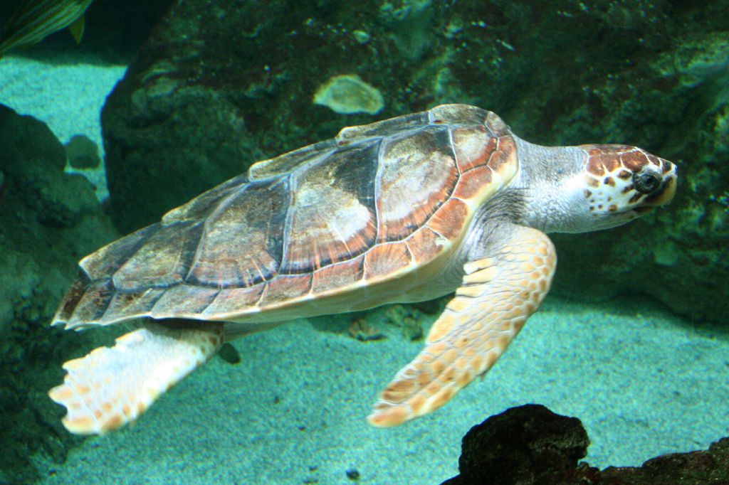 Caretta Caretta