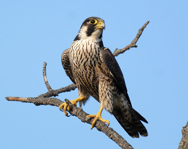 Falco pellegrino