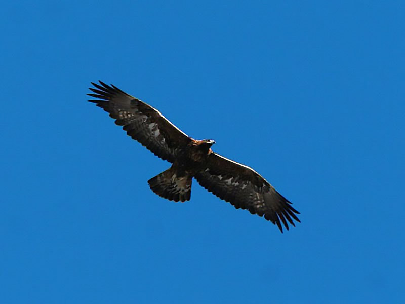 Aquila reale