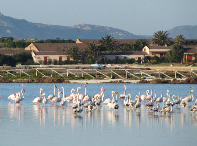 Fenicotteri rosa allo stagno di Pilo