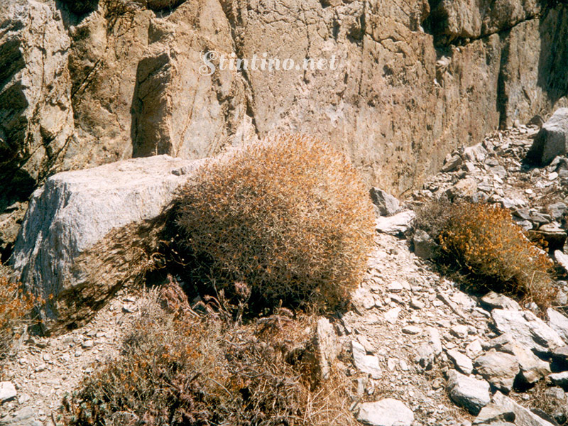 Fiordaliso spinoso